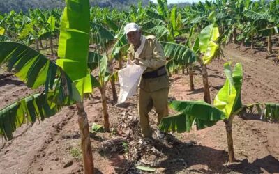 Demandan más controles y exigencia en la producción de alimentos en la Isla de la Juventud