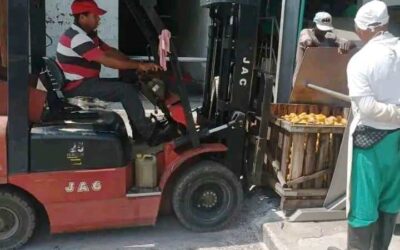 Comenzó proceso industrial  del mango en la Isla de la Juventud.