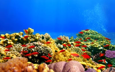 Arrecife de coral: qué es, cómo se forma, tipos y dónde está
