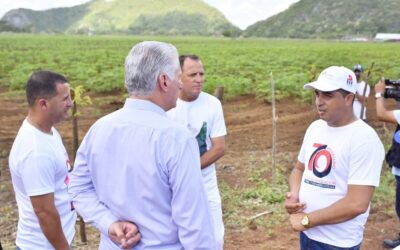 Los pineros miran hacia su propia sostenibilidad