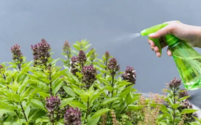 Las mejores plantas antimosquitos para proteger tu hogar