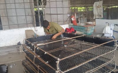 Crean condiciones para levante de veda de la langosta