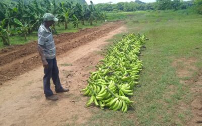 Buenos rendimientos de plátano vianda en Isla de la Juventud