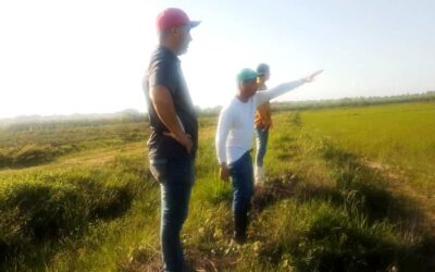 Llaman a fortalecer los arrozales de Sabana Grande.