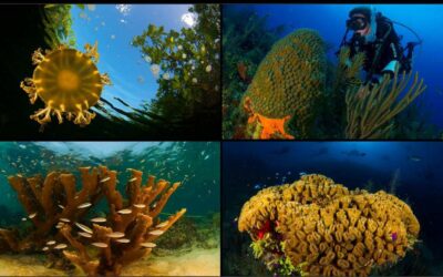Cuba afronta contaminación ambiental desde la educación, Díaz-Canel
