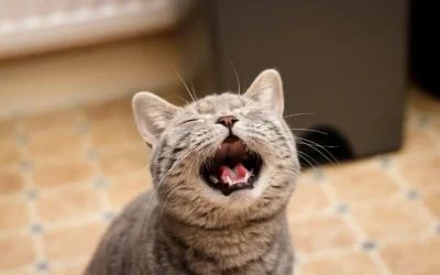 Descifran más de 40 vocalizaciones felinas gracias a la IA: el sorprendente hallazgo que puede cambiar la forma en que entendemos a los gatos