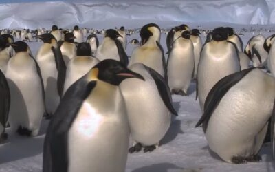 Alertan sobre disminución de pingüinos emperador en Antártida