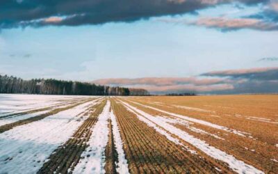 Rusia mantiene consultas con ONU sobre exportaciones agrícolas