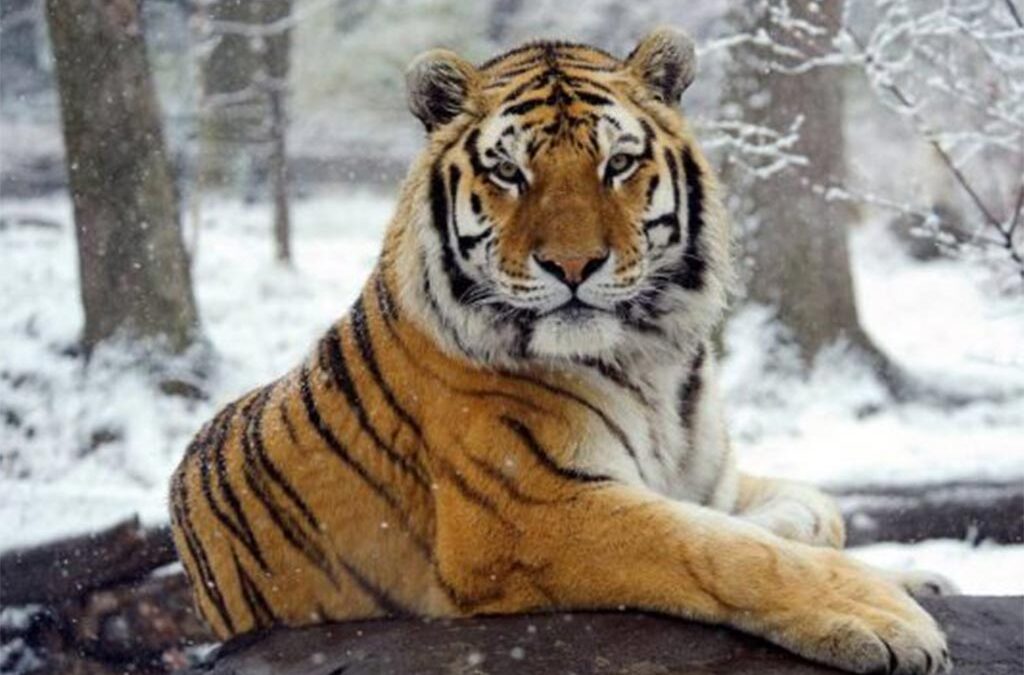 Desaparece el peligro de extinción de los tigres de Amur
