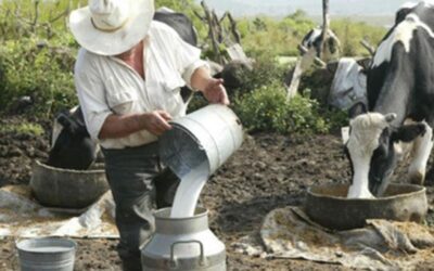 Continúan entregas de leche fresca a la Industria