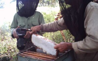 Apicultores del territorio cumplirán encargo productivo en saludo al 26 de Julio