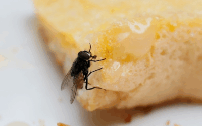 ¿Qué hacer si una mosca se para en la comida?