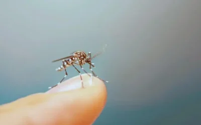 Conoce las secuelas más comunes del dengue 
