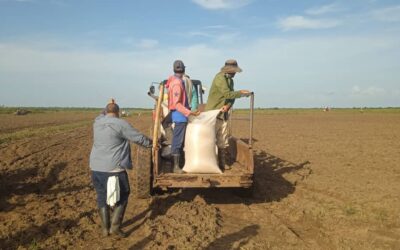 Recorren autoridades pineras zonas arroceras