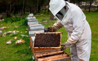 Avelino y su fascinante mundo de las abejas