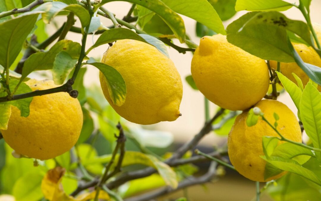 Lo que no sabías del limón y sus múltiples usos