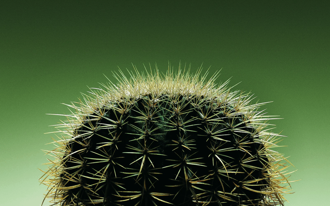 ¿Es verdad que los cactus absorben las ondas emitidas por el ordenador?