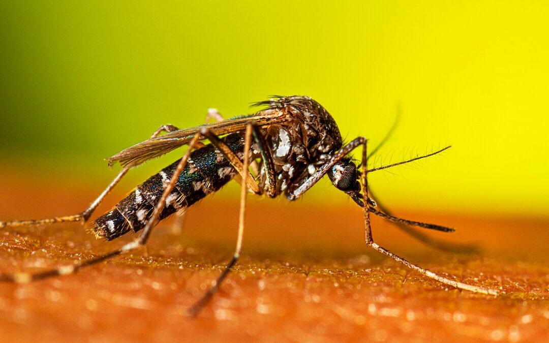 El viaje silencioso del Aedes Aeyipti