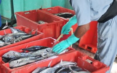 Por debajo indicadores de la pesca en Isla de la Juventud