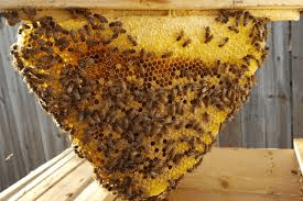 Más de 30 toneladas de miel de abeja garantizan los pineros