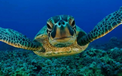 Tortugas verdes también prefieren a Cuba para anidar