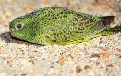 Avistan un animal que se creía extinto desde hace más de 100 años: “Es como encontrar a Elvis”