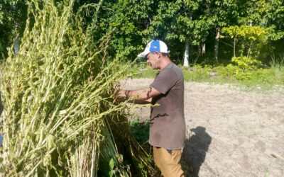 Productor pinero incursiona en siembra de Ajonjolí