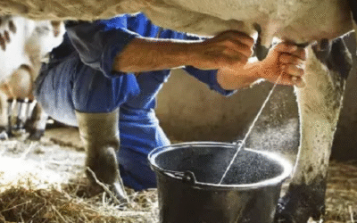 Se incumple entrega de leche fresca a la industria