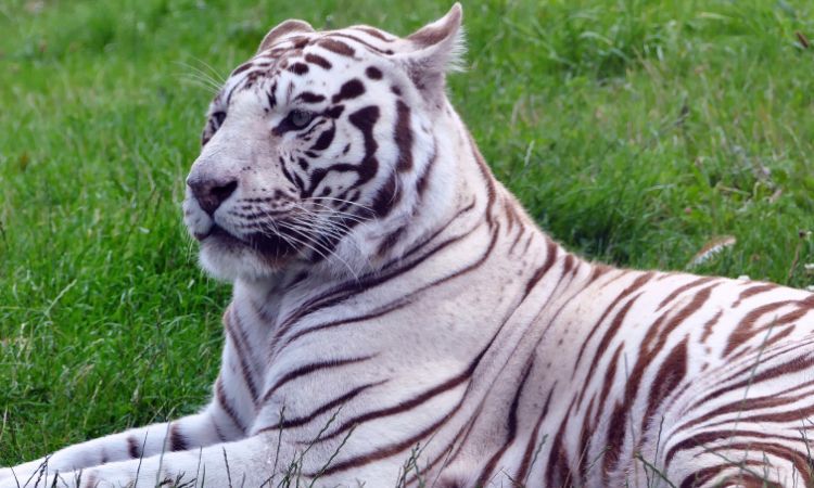 Descubre las mejores curiosidades de animales