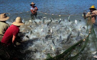 Empeñados trabajadores de la Pesca en cumplir planes de captura
