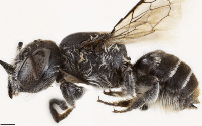 Descubren a ‘Lucifer’, una nueva especie de abeja