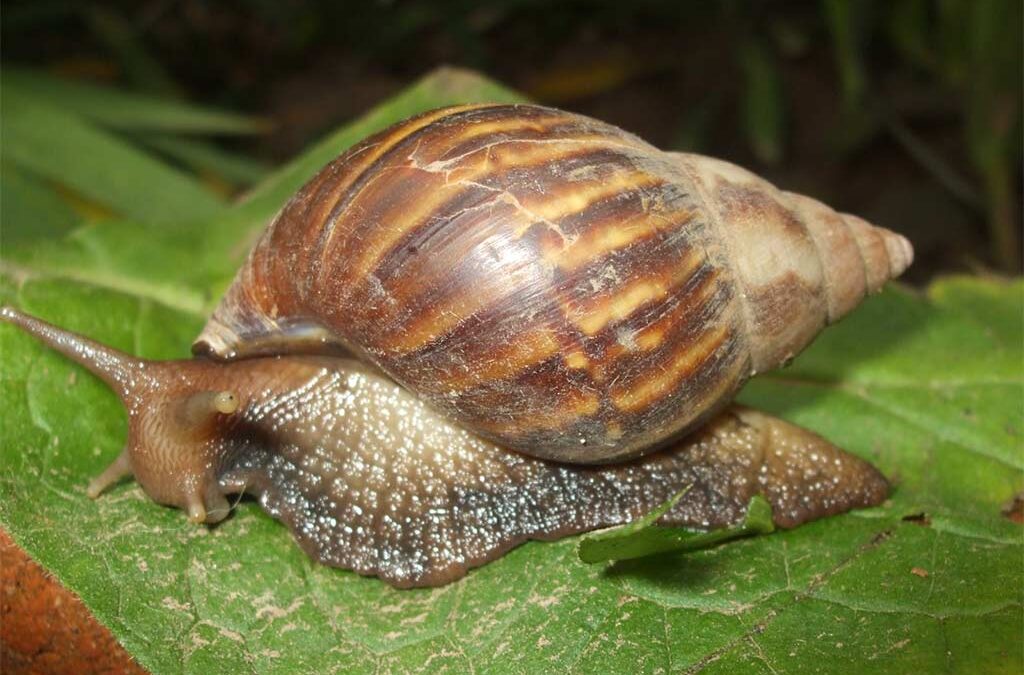 Expertos ticos capturan siete mil caracoles africanos en dos brotes