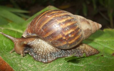 Expertos ticos capturan siete mil caracoles africanos en dos brotes
