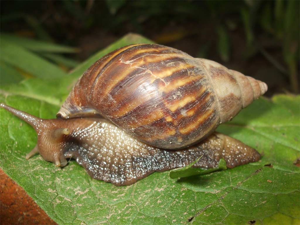 Caracol-Africano-1