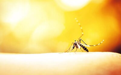 Cuba agiliza investigaciones del virus de chikungunya