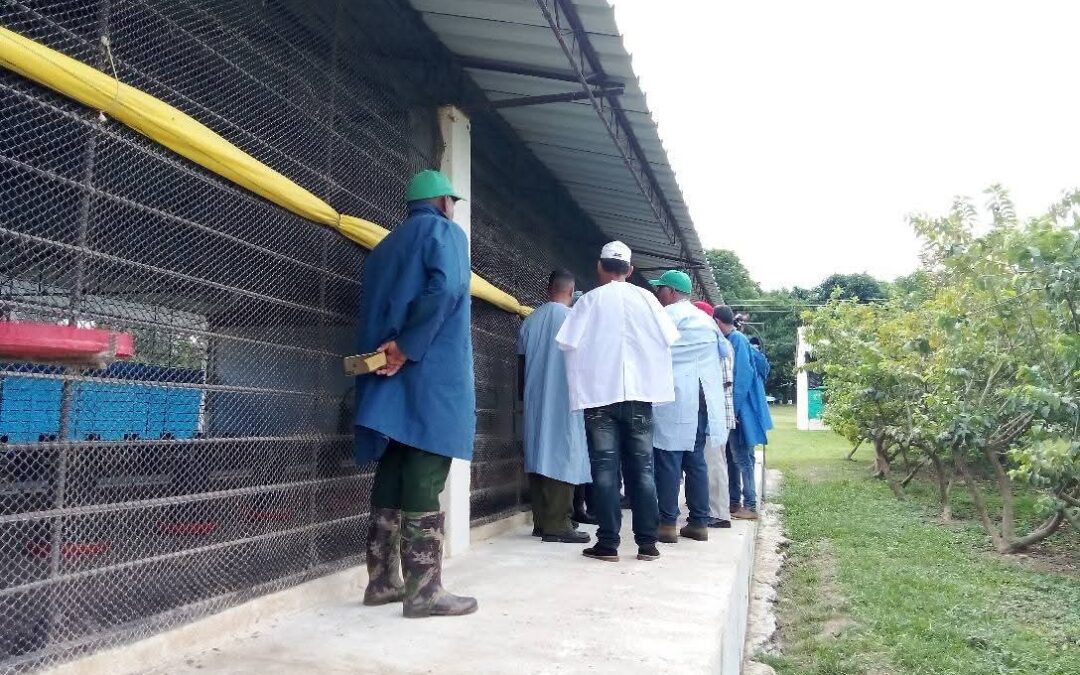 Recorren autoridades unidades avícolas en la Isla de la Juventud