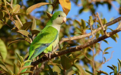 Primeras pruebas de que los loros no solo hablan sino que tienen dialectos diferentes en cada ciudad