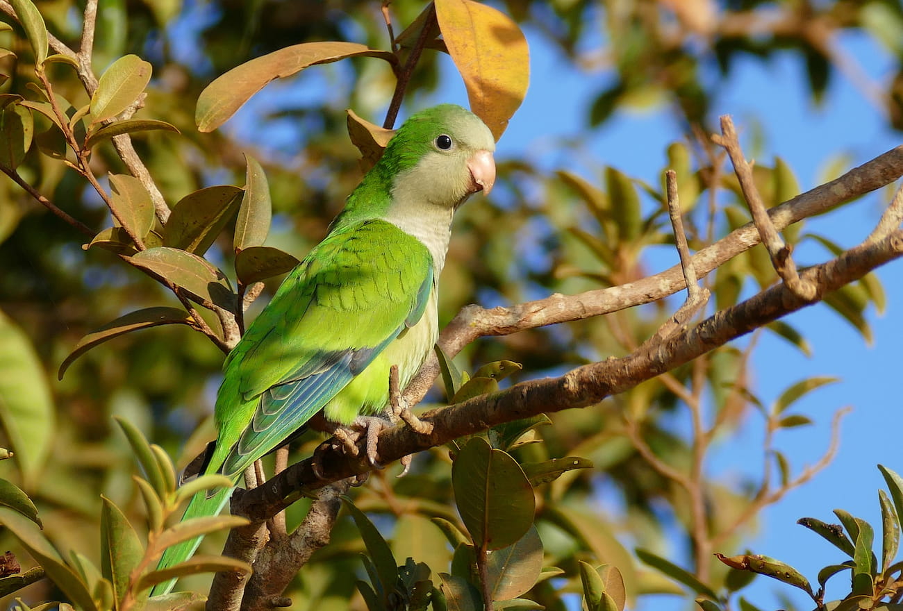 Monk_Parakeet_Myiopsitta_monachus_28055658532-2