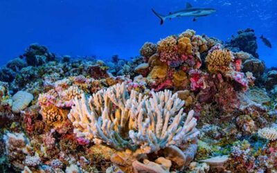 Recuperación de corales mejoraría la alimentación mundial