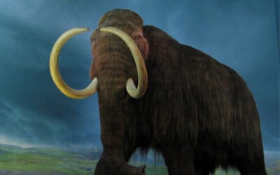 Científicos rusos revelan causa de la extinción de los mamuts