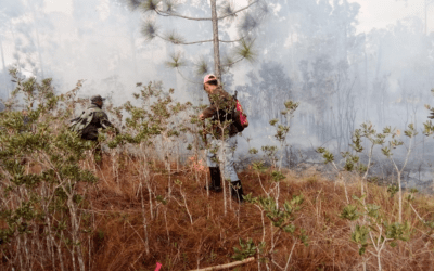 Concluye con éxito Ejercicio Práctico Nacional contra incendios forestales en la Isla de la Juventud