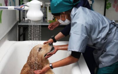 ¿Cada cuánto debe bañar a su perro?: esto dicen expertos según su raza, actividad y salud