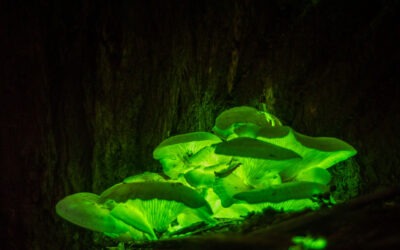 Crean en Rusia las primeras plantas luminosas del mundo