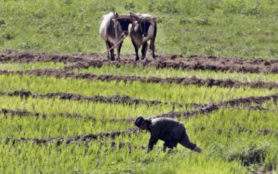 Los arroceros tienen la palabra