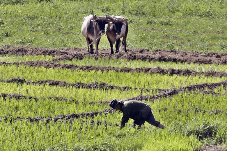 Los arroceros tienen la palabra