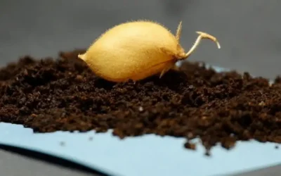 Logran cultivar garbanzos en suelo lunar simulado