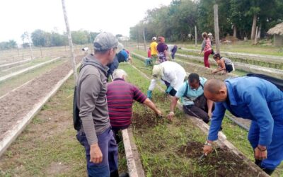 Mujeres en el surco