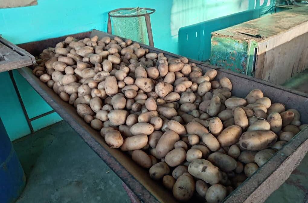 Venta de papas en la Isla: organización y esperanza en tiempos de contingencia