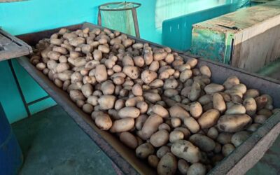 Venta de papas en la Isla: organización y esperanza en tiempos de contingencia