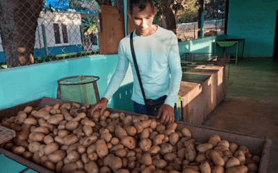 Distribuidas más de 30 toneladas de papa a los pineros.